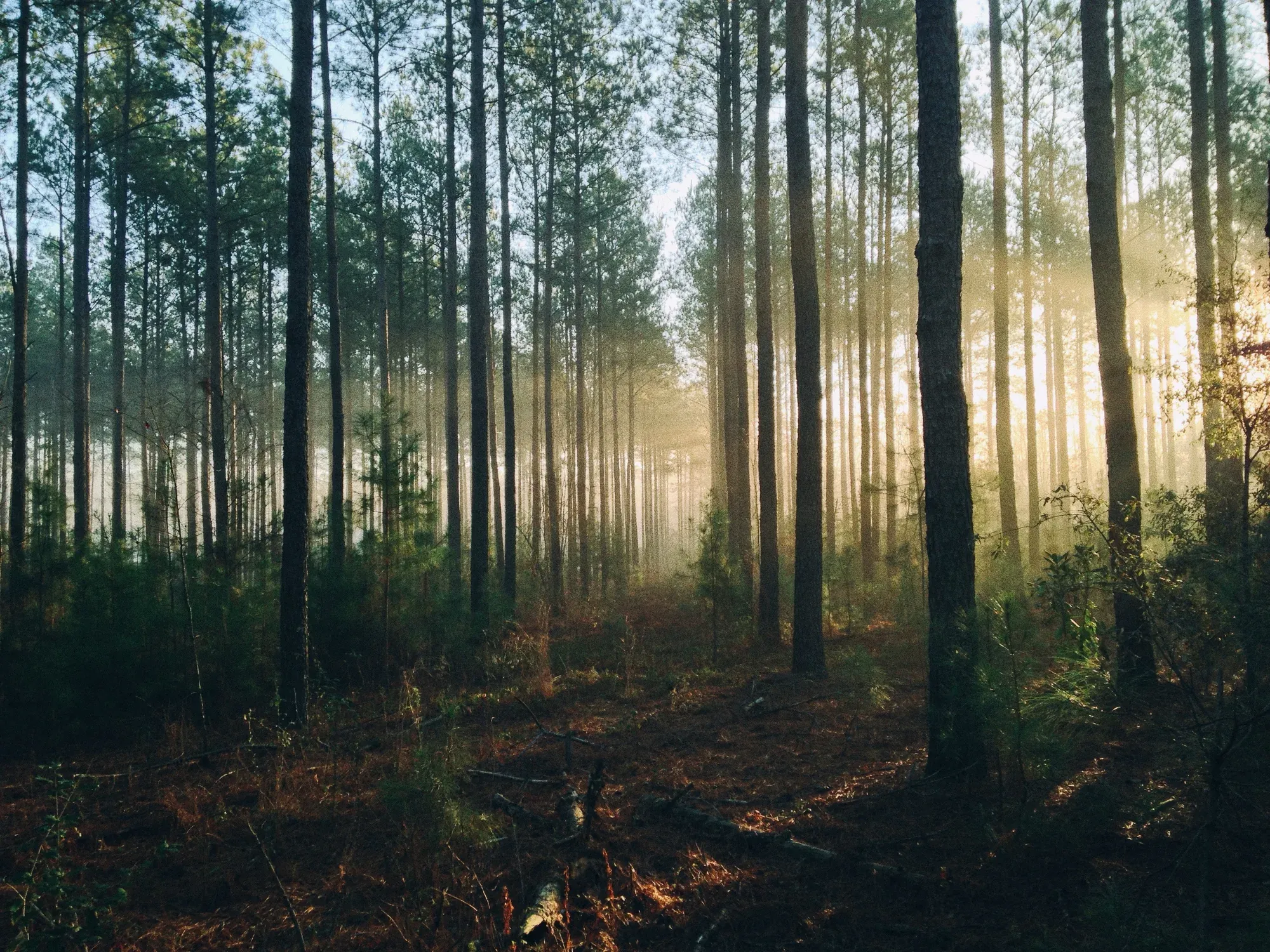 Le territoire au service de la forêt