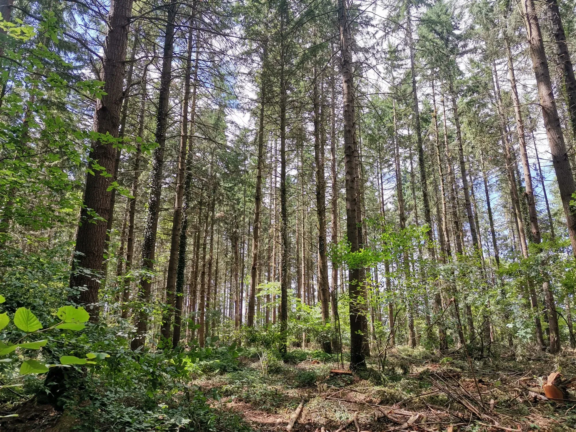 Une forêt éclaircie, pleine de lumière