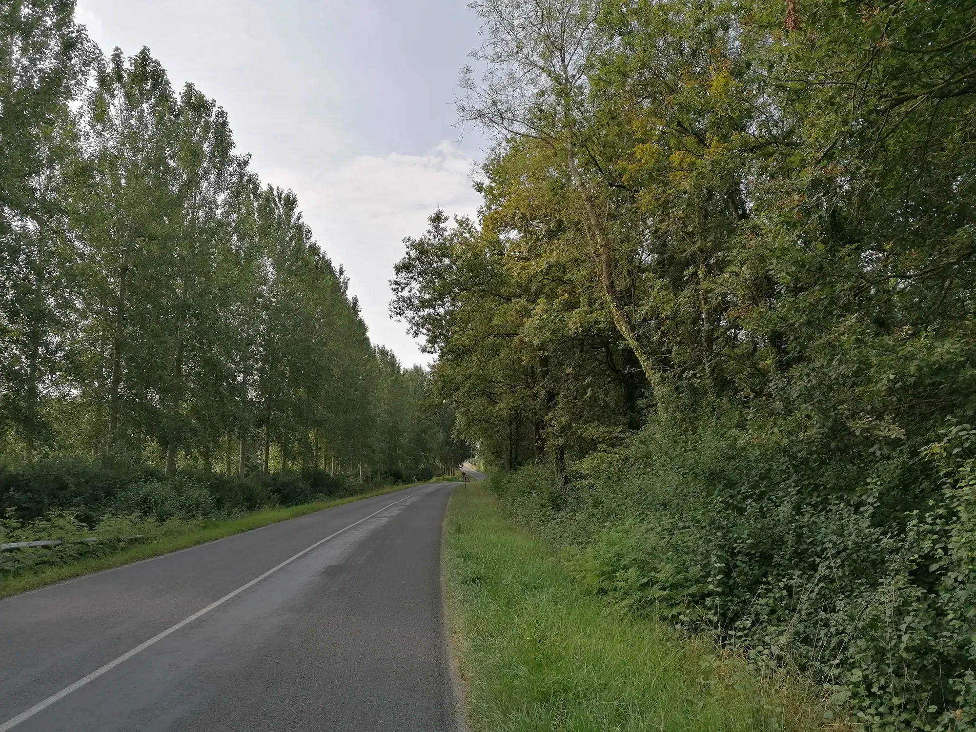 Arbres en bord de route : obligations du riverain et pouvoir du maire