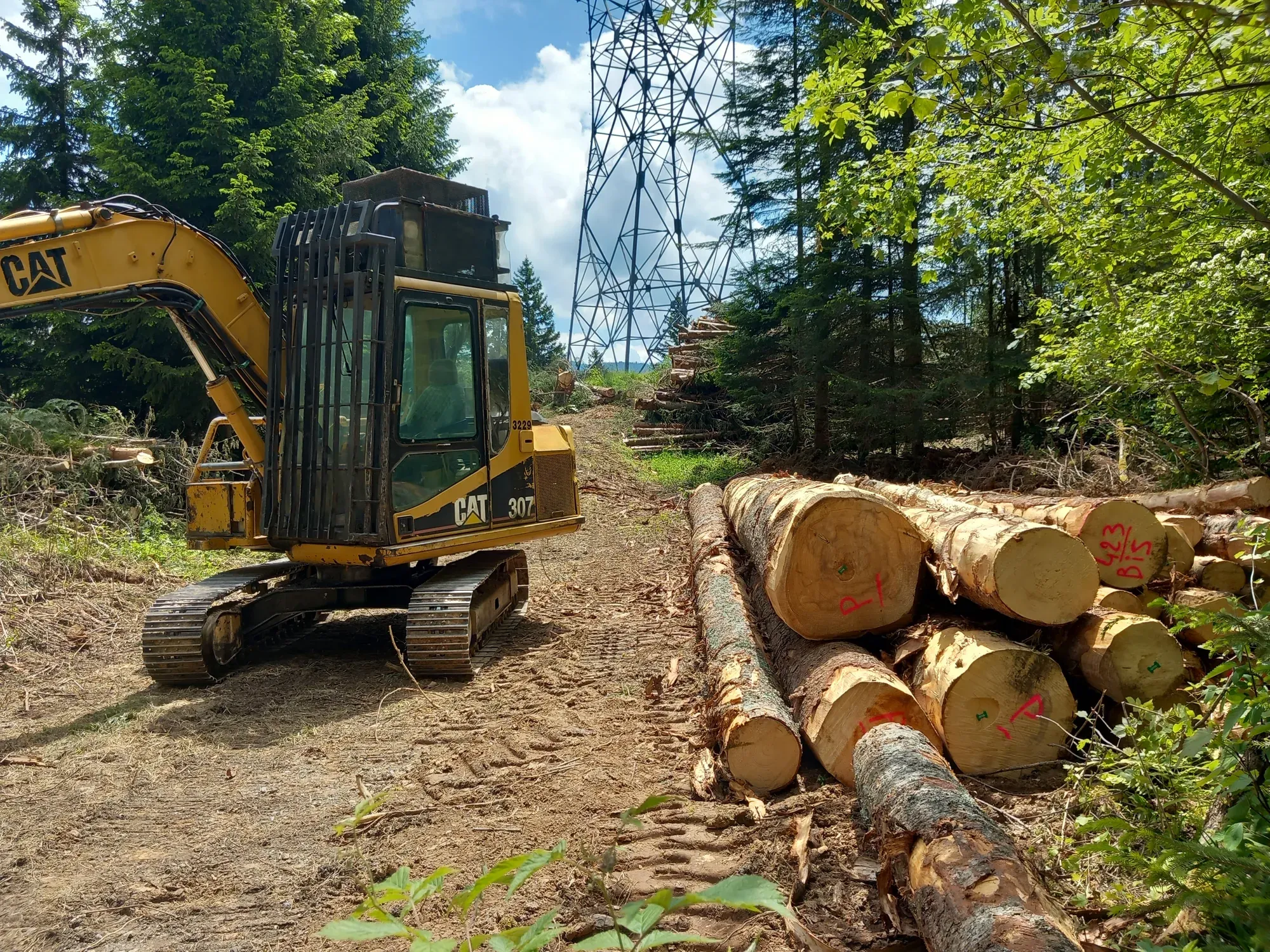 Arbres près d'une ligne électrique : qui doit élaguer, qui paie ?